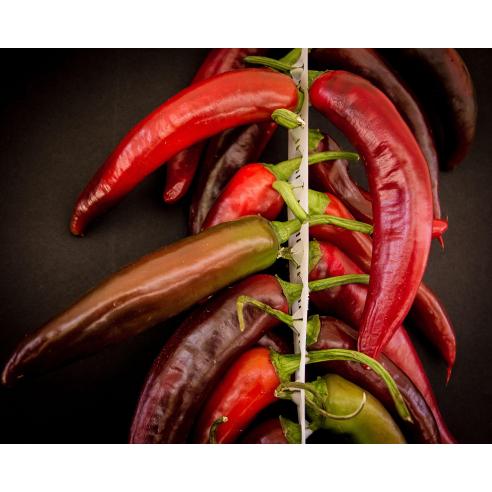 Fascetta in Plastica Resistente per Appendere Peperoni Feba meccanica